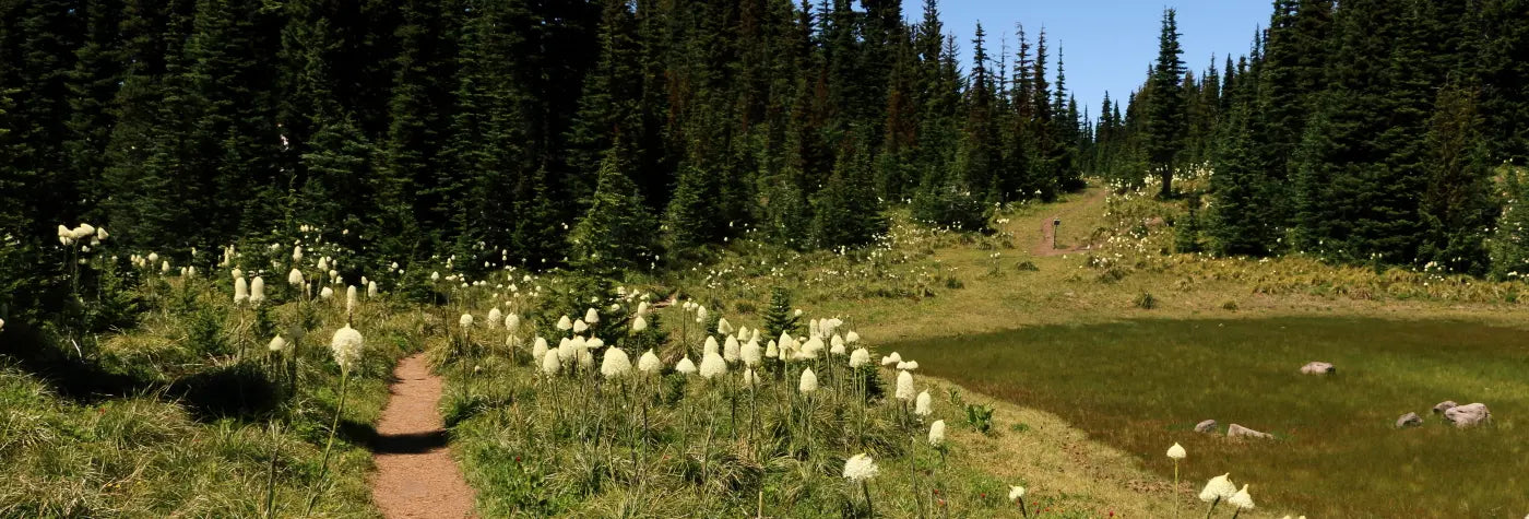 Pathway through a field of white flowers with evergreen trees in the background. (Banner image for Toltrek Home page).